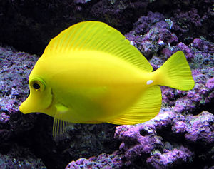 Yellow Tang, photo credit: Wikipedia